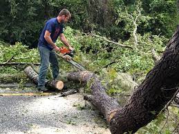 Best Leaf Removal  in Burbank, CA